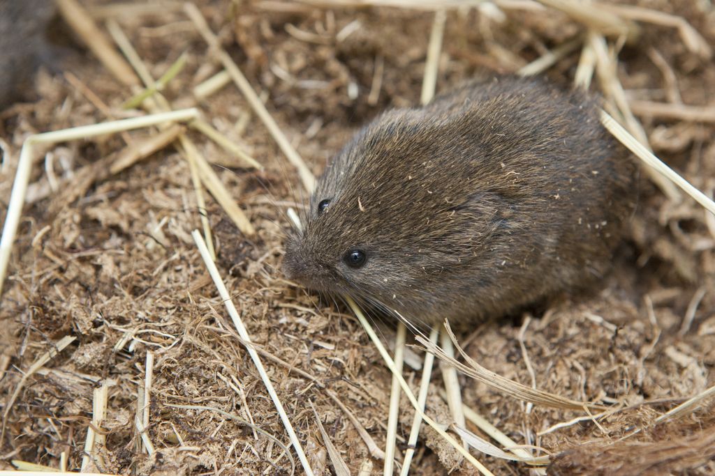 In Photos: Adorable Voles | Cute Animals | Live Science