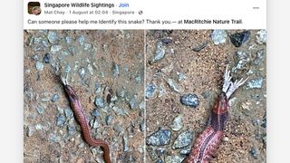 Smartphone photographer gets dangerously close to rare venomous snake &ndash; which is why wildlife is best suited to long lenses