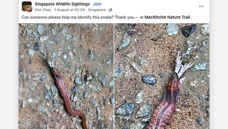 Facebook screenshot of post showing photographs of rare blue-necked keelback snake