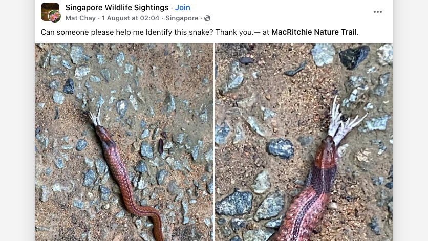 Facebook screenshot of post showing photographs of rare blue-necked keelback snake