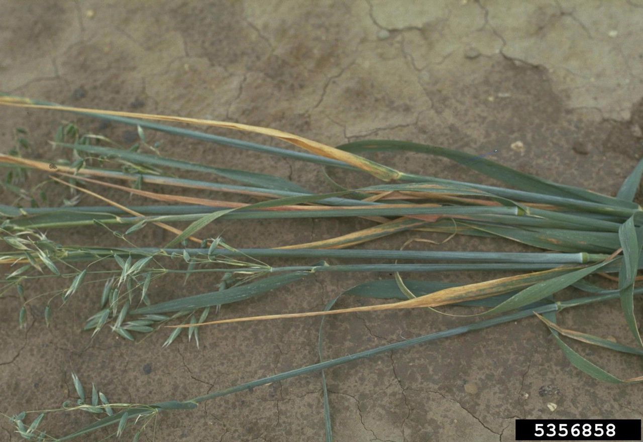 Oat Crop With Culm Rot Disease