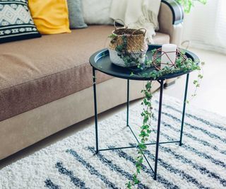 string of hearts plant on coffee table