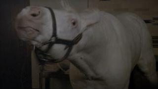 Horse from Animal House