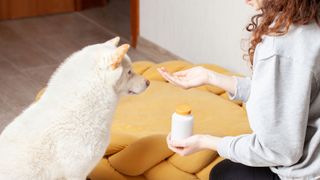 Easy ways to teach your dog new tricks — white dog sitting