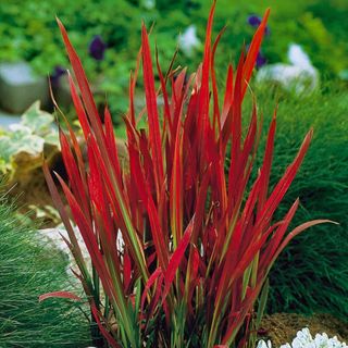 Imperata Blood Grass 'Red Baron' 