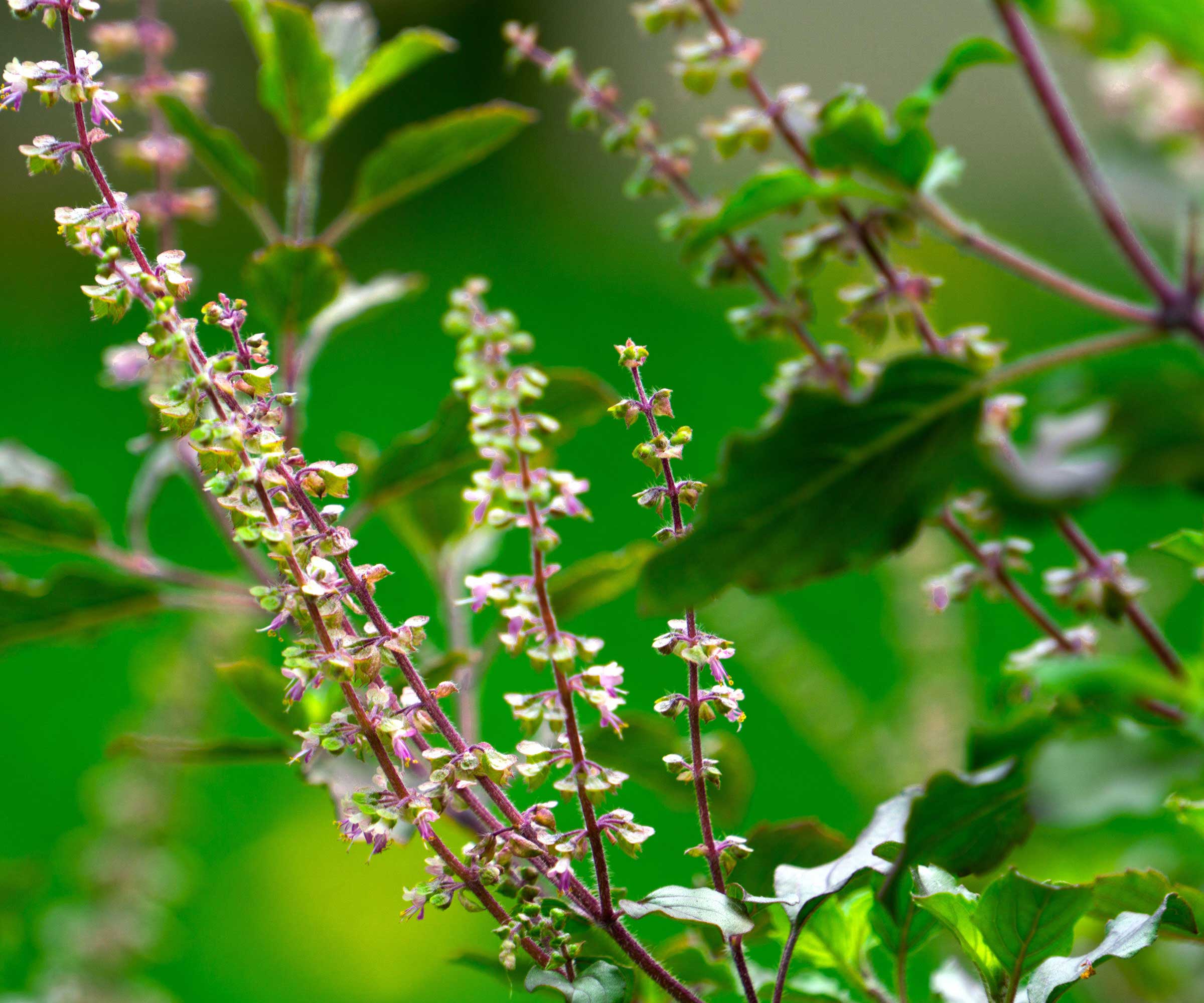 holy basil with flowers