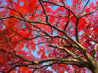 A view up to the canopy of a red Japanese maple tree
