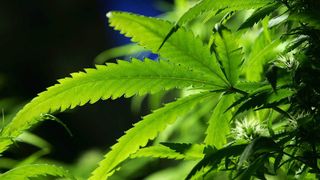 Cannabis weed leaf Amsterdam