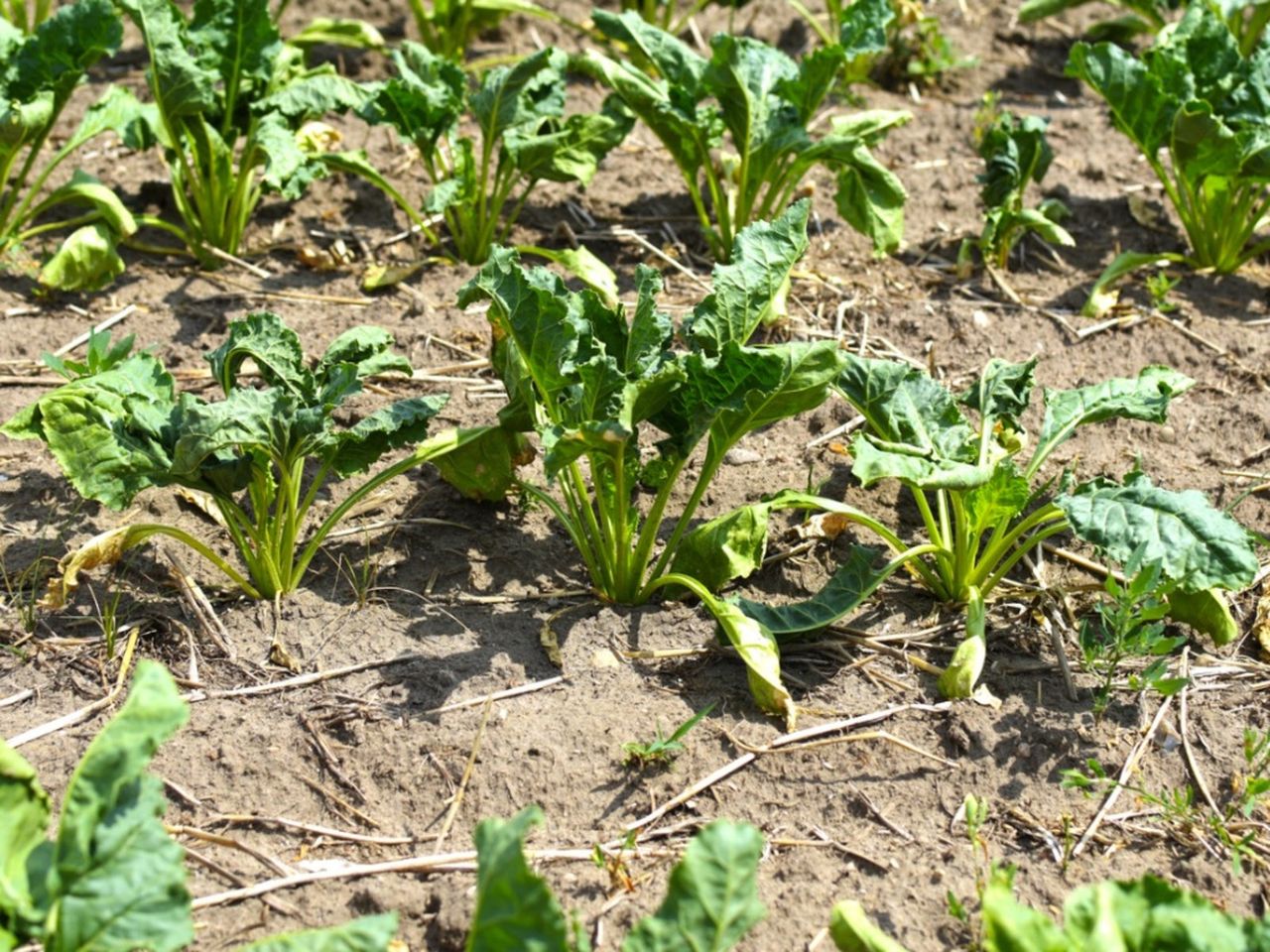 Diseased Swiss Chard Plants In The Garden