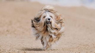 Tibetan terrier running on beach