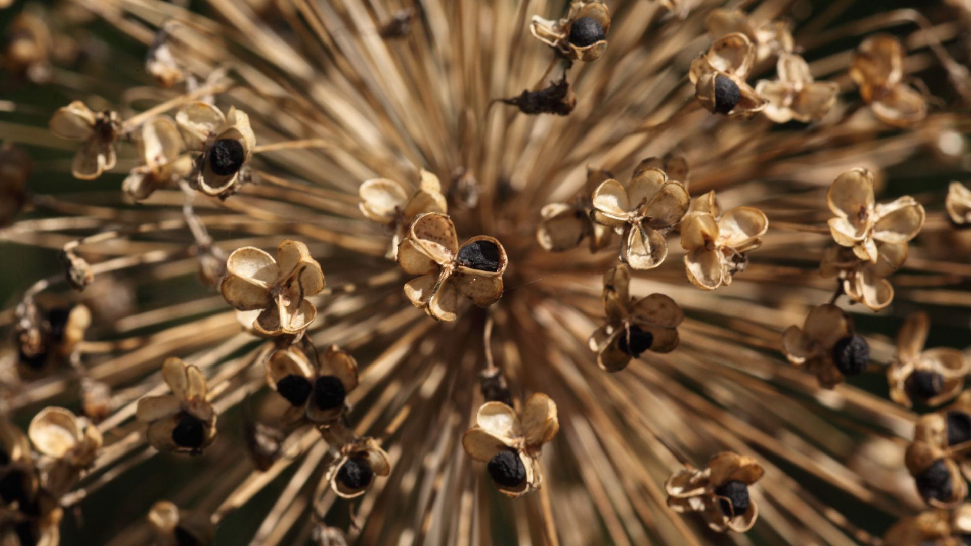 picture of seedhead of an allium