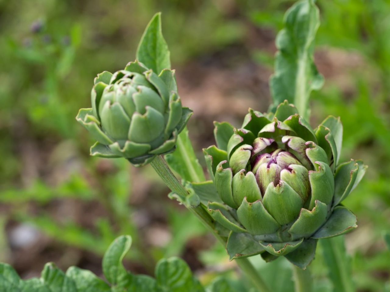 Artichoke Plants