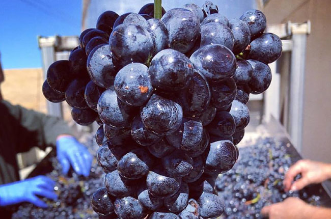 Barbera grapes at Bella Luna Winery, Paso Robles
