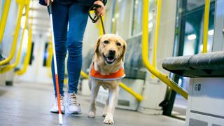 Guide dog leads blind person through train carriage