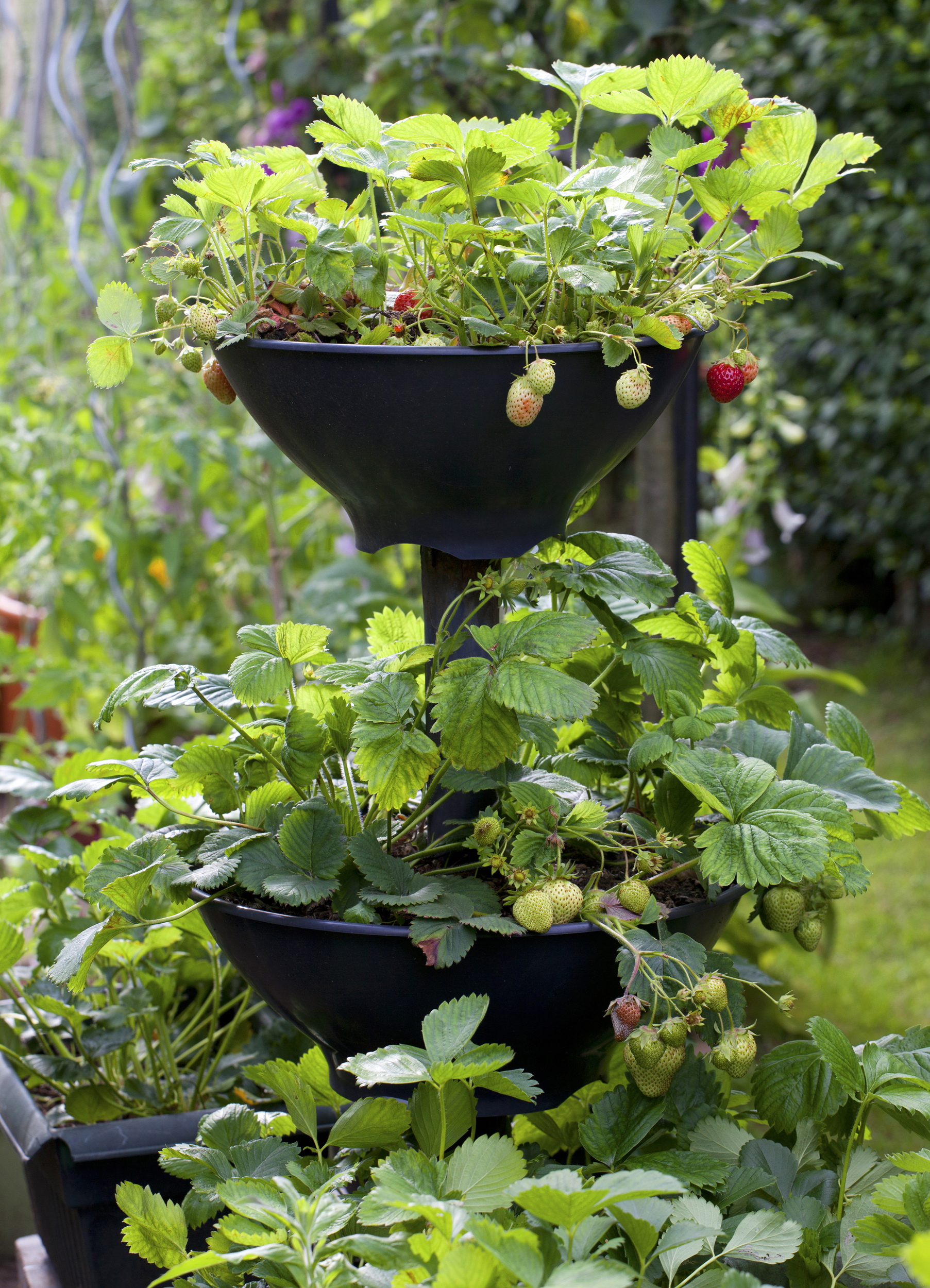 Strawberry plants growing in black etage pots in a small vegetable garden.