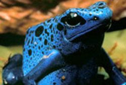 Blue poison frog