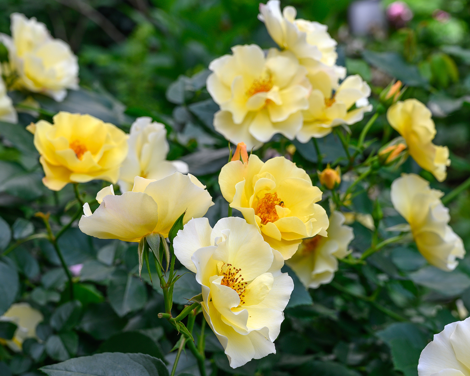 Golden Showers climbing rose