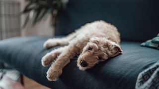 lethargy in dogs