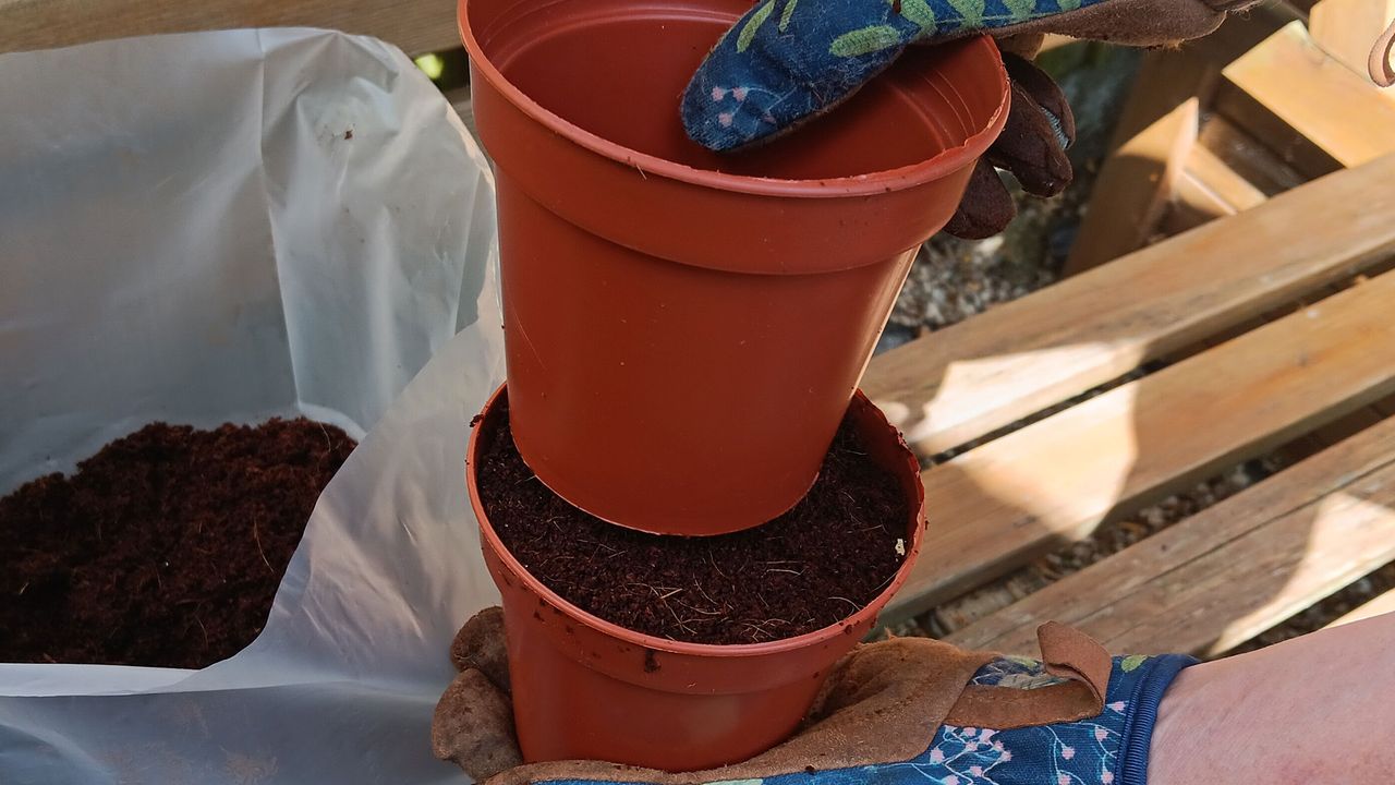 Pressing coir compost in pot