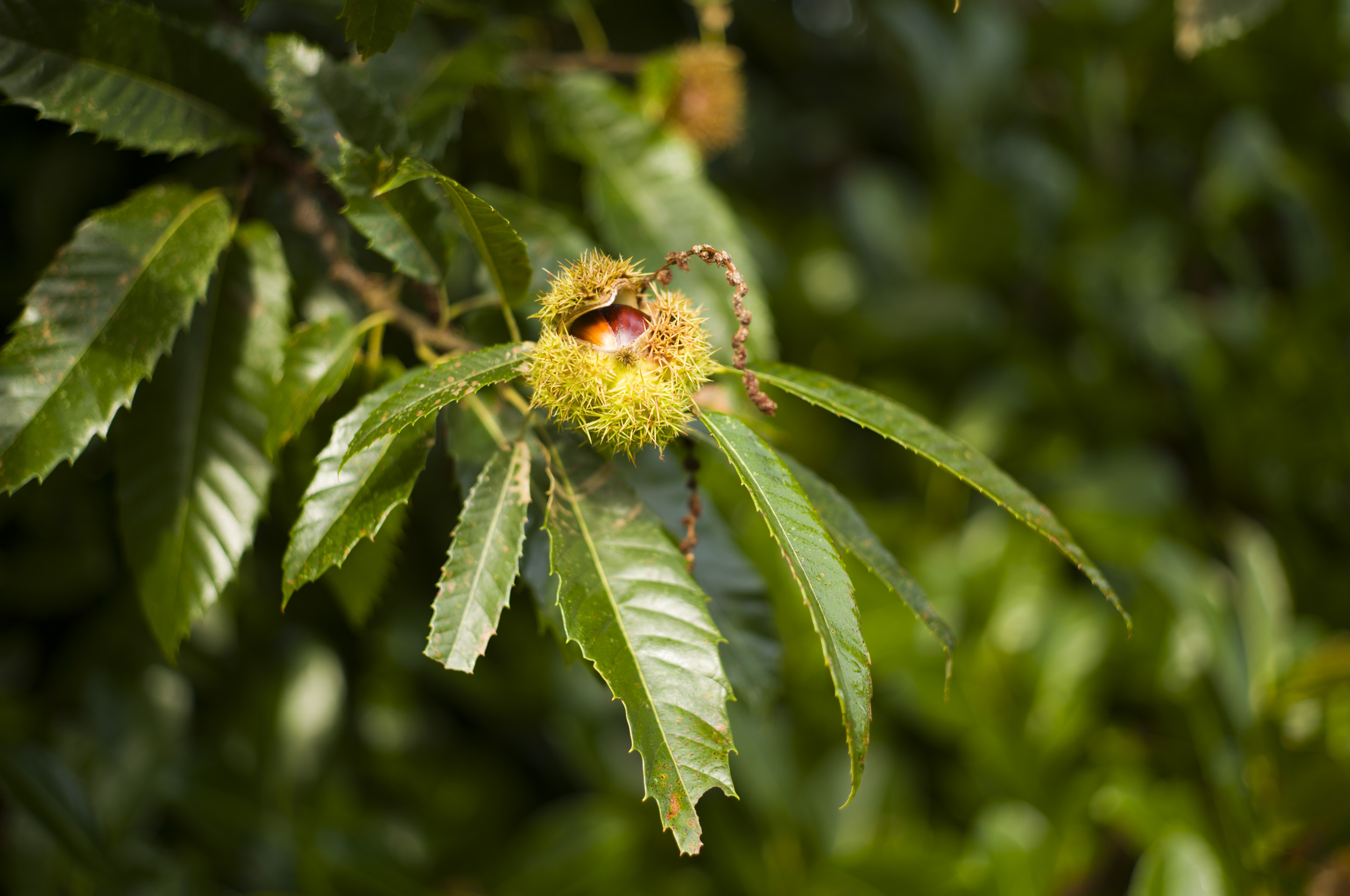 closeup of chestnuts on a tree taken with Leica M11-P