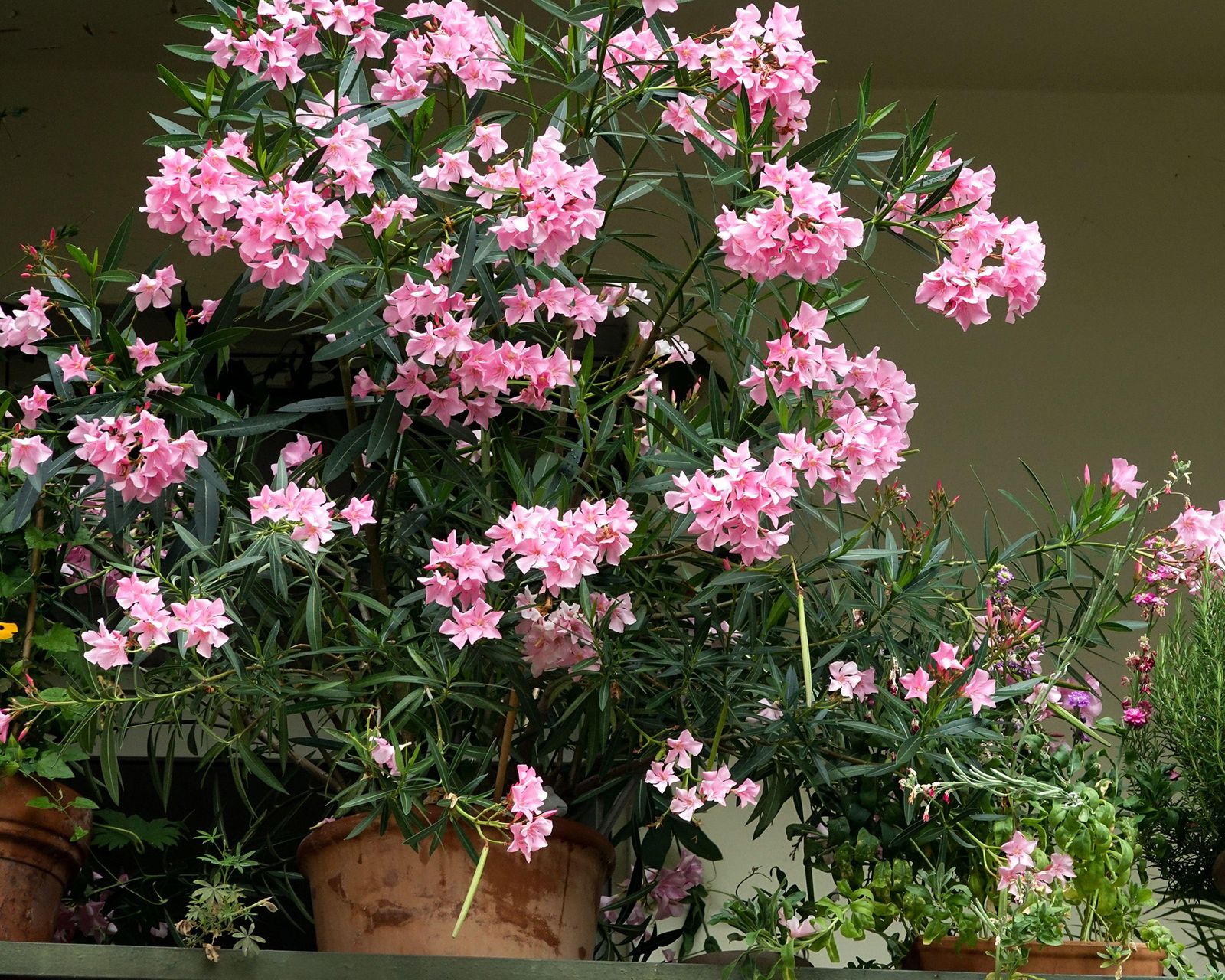 Oleanders Growing Guide: Tips For These Flowering Shrubs | Gardeningetc