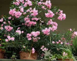 Balcony plants, pink oleander and herbs in pots