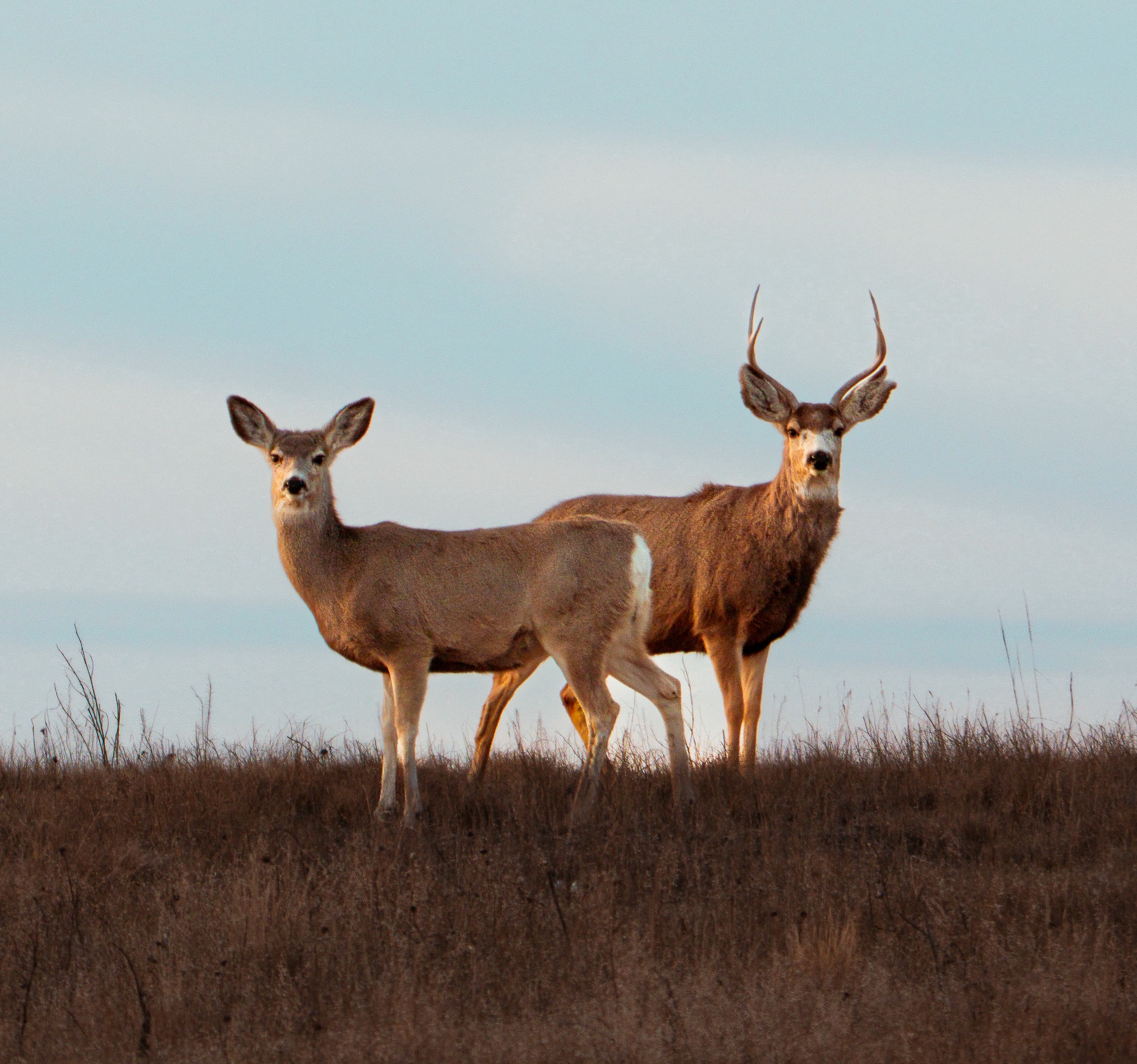 GuruShots - Nature March 2026
