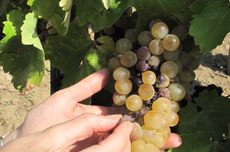 Tokaji Asz&uacute; harvest. Credit: Caroline Gilby MW