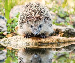 A garden hedgehog standing at the edge of a pond