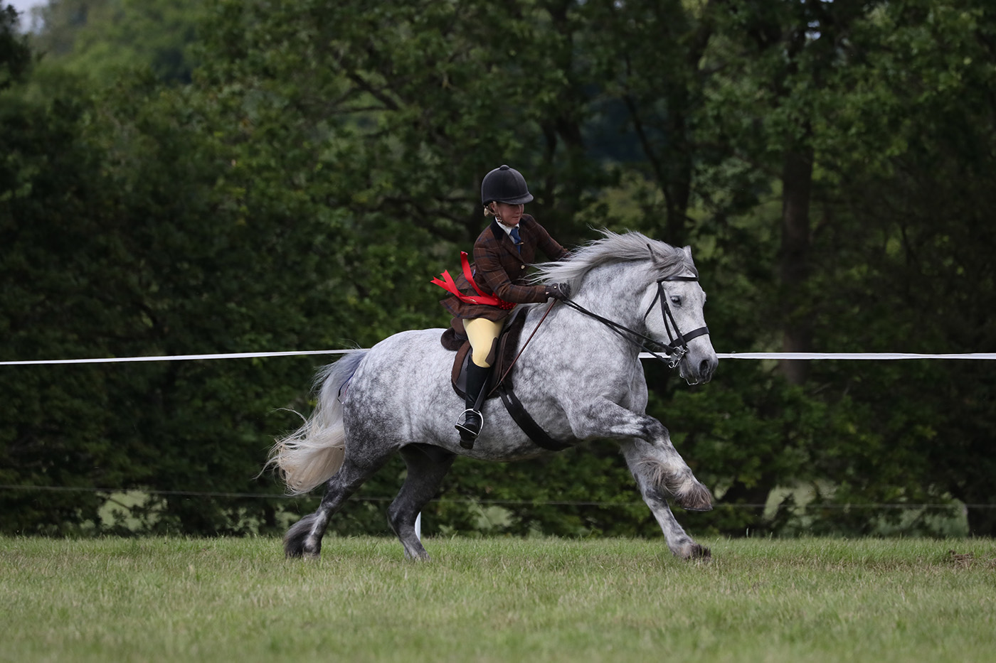 LARGE BREEDS CHAMPIONSHIP RESERVE25 SOUTHERTON JASPERR: Jessica Talbot