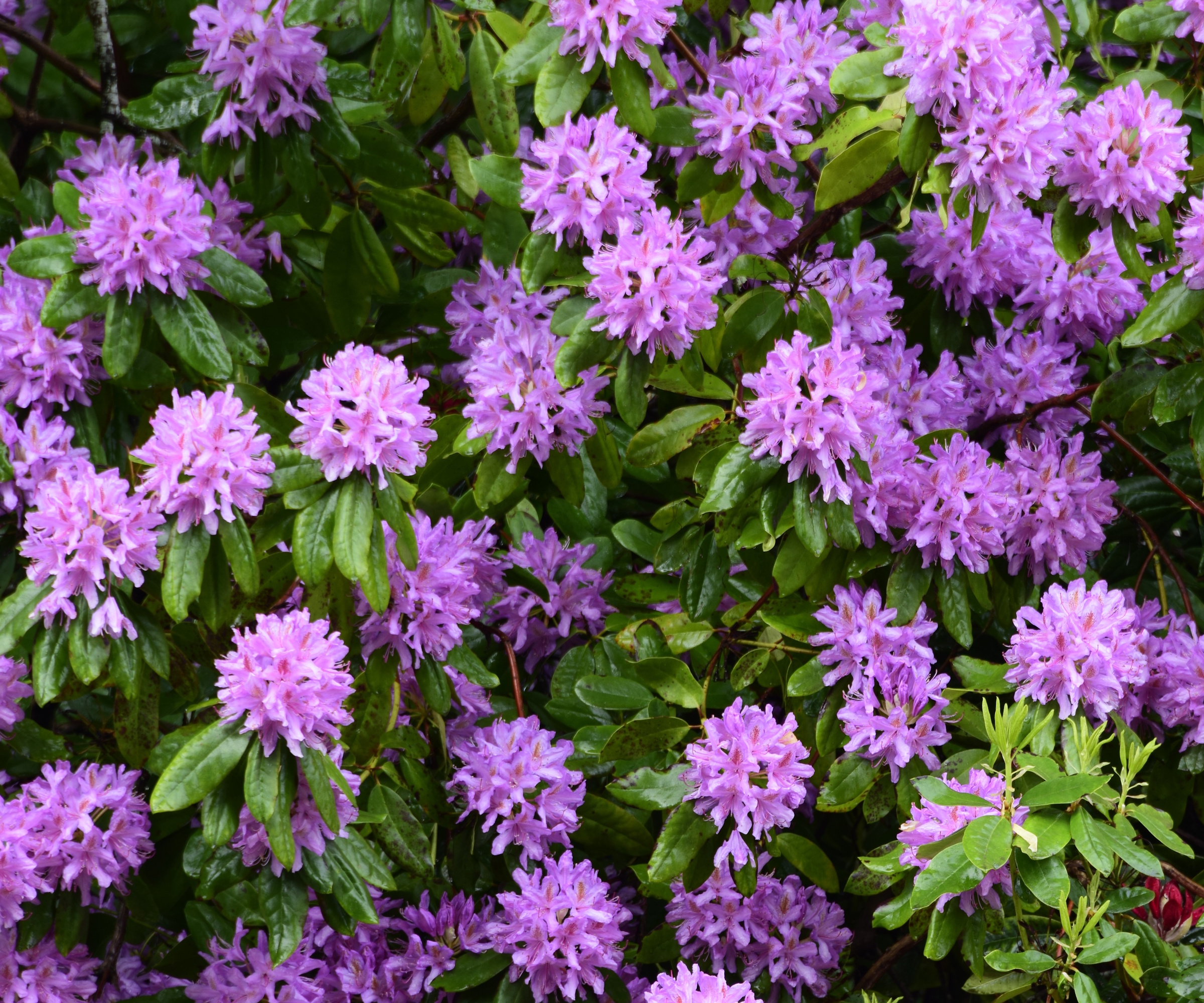 Rhododendron ponticum, an invasive species, with purple flowers and green leaves in summer