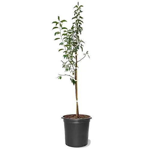 Apricot &#039;Superb&#039; Tree
