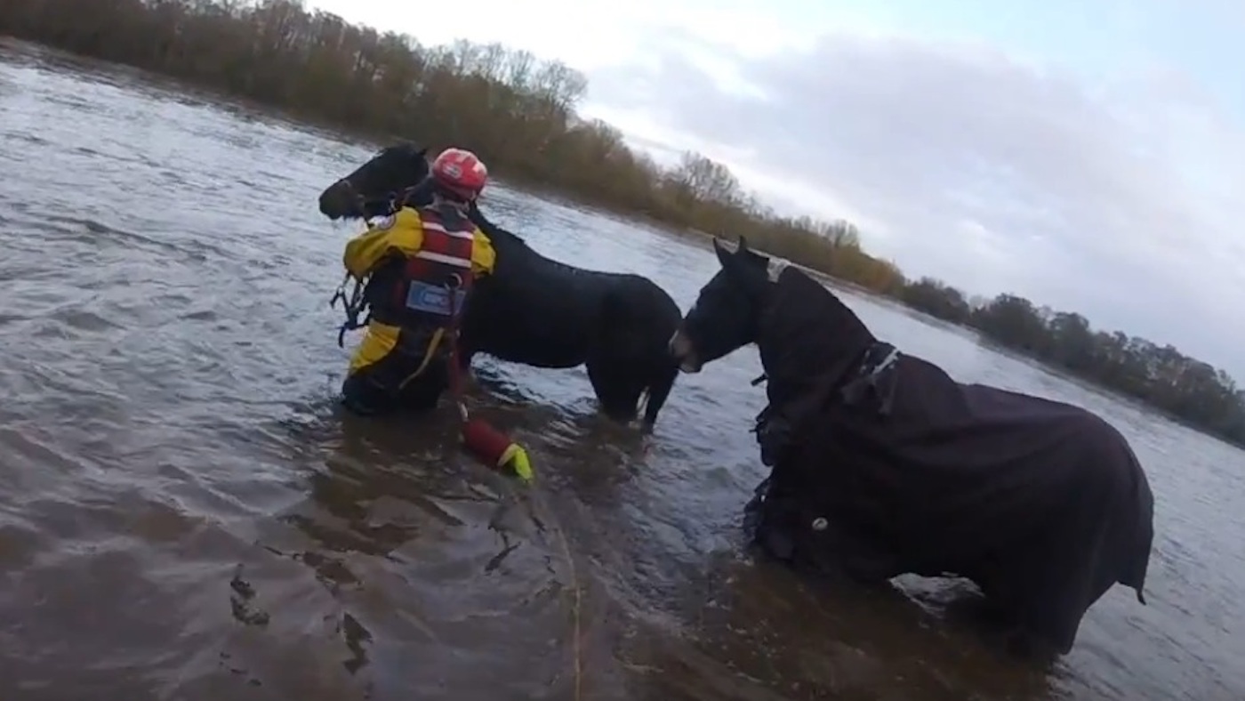 horse-grab-3.jpg