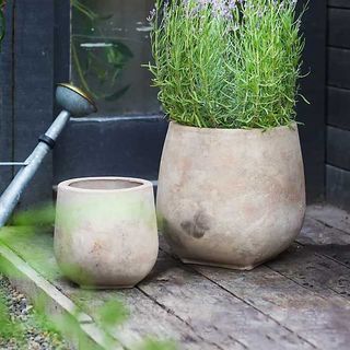 a ceramic outdoor pot with lavender in