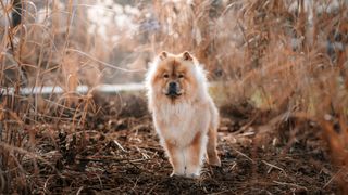 Chow Chow facts