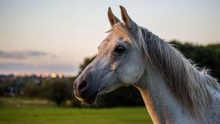 Old horse looking content