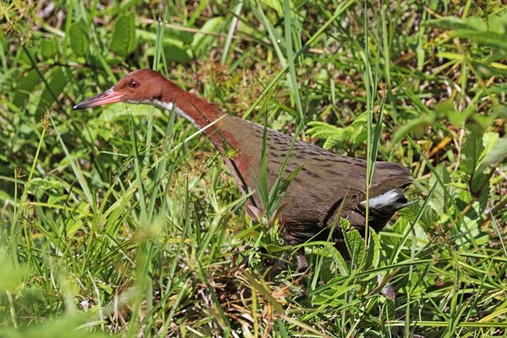 A white-throated rail (&lt;em&gt;Dryolimnas cuvieri&lt;/em&gt;)