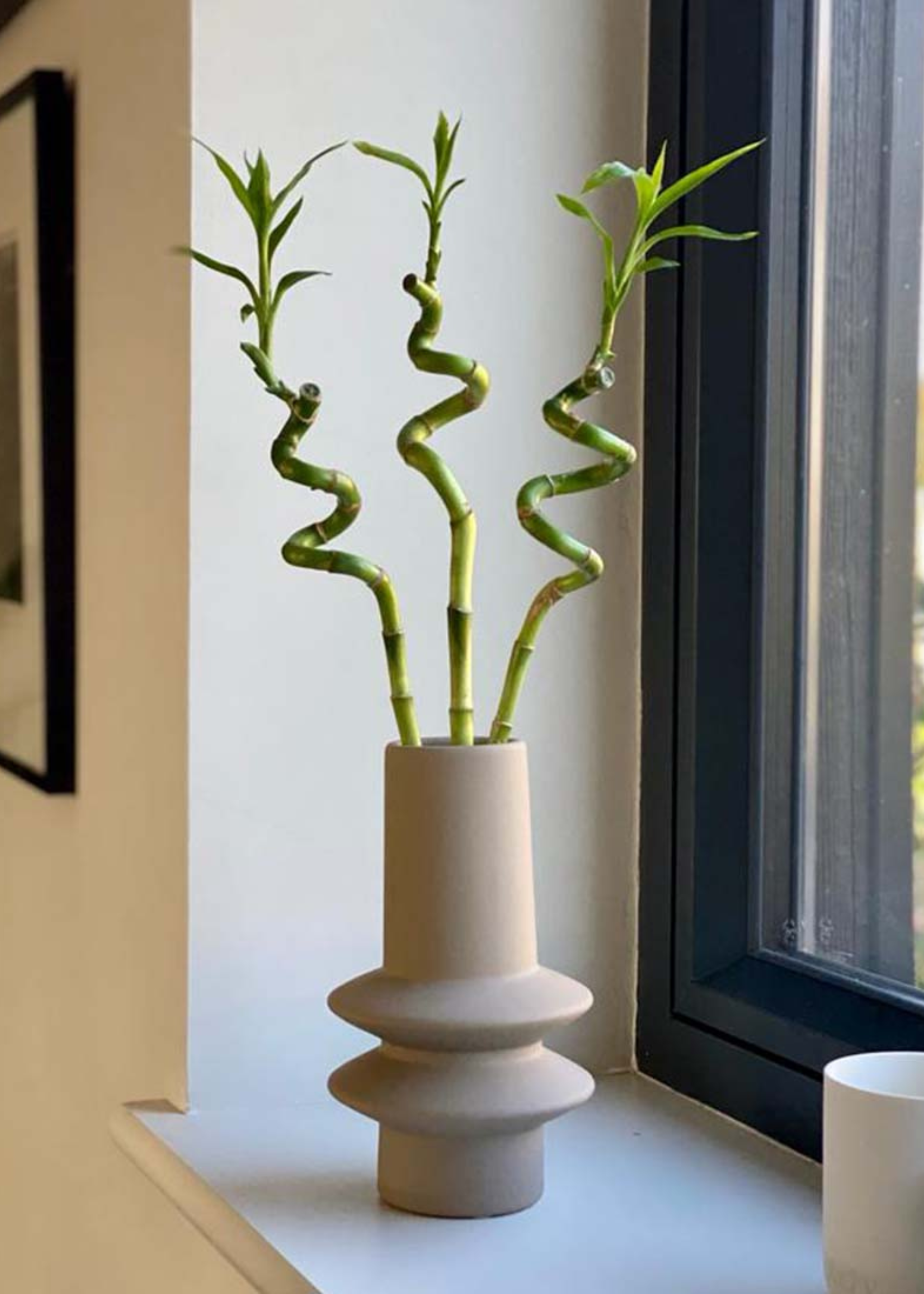 three lucky bamboo spirals styled in a neutral abstract vase on a windowsill