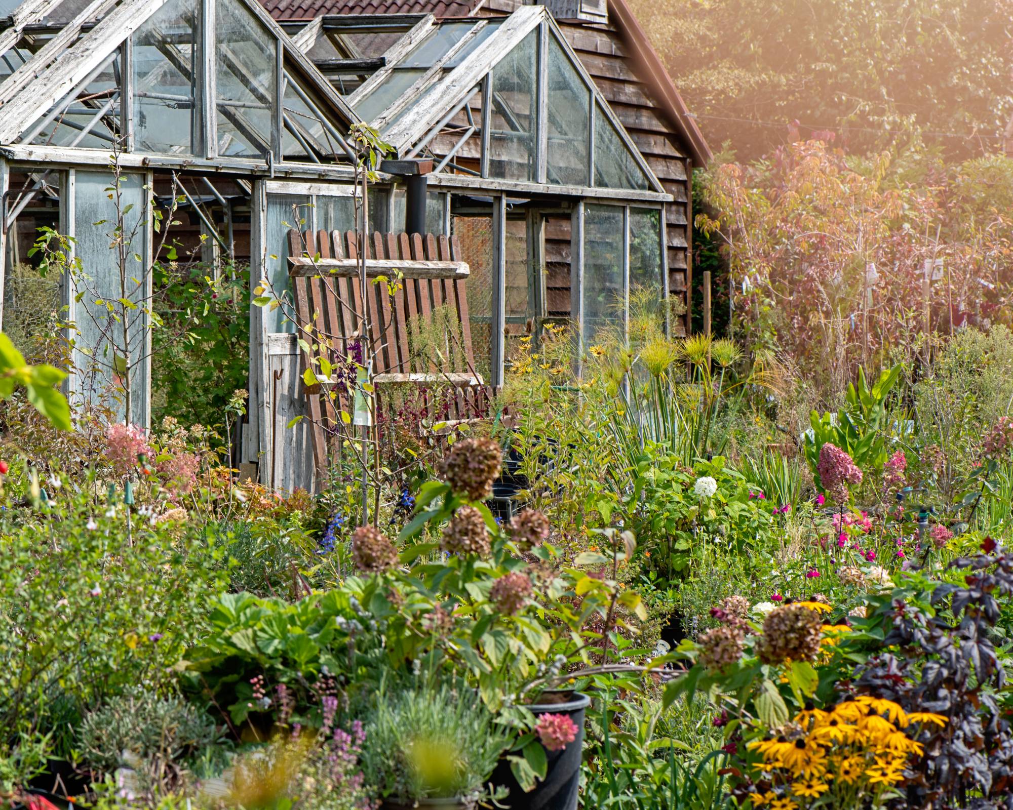 Rustic fall garden with greenhouse