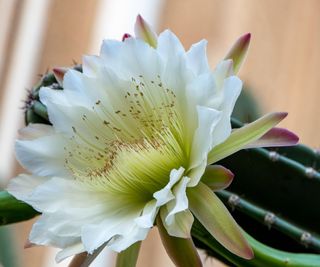 Peruvian Apple Cactus