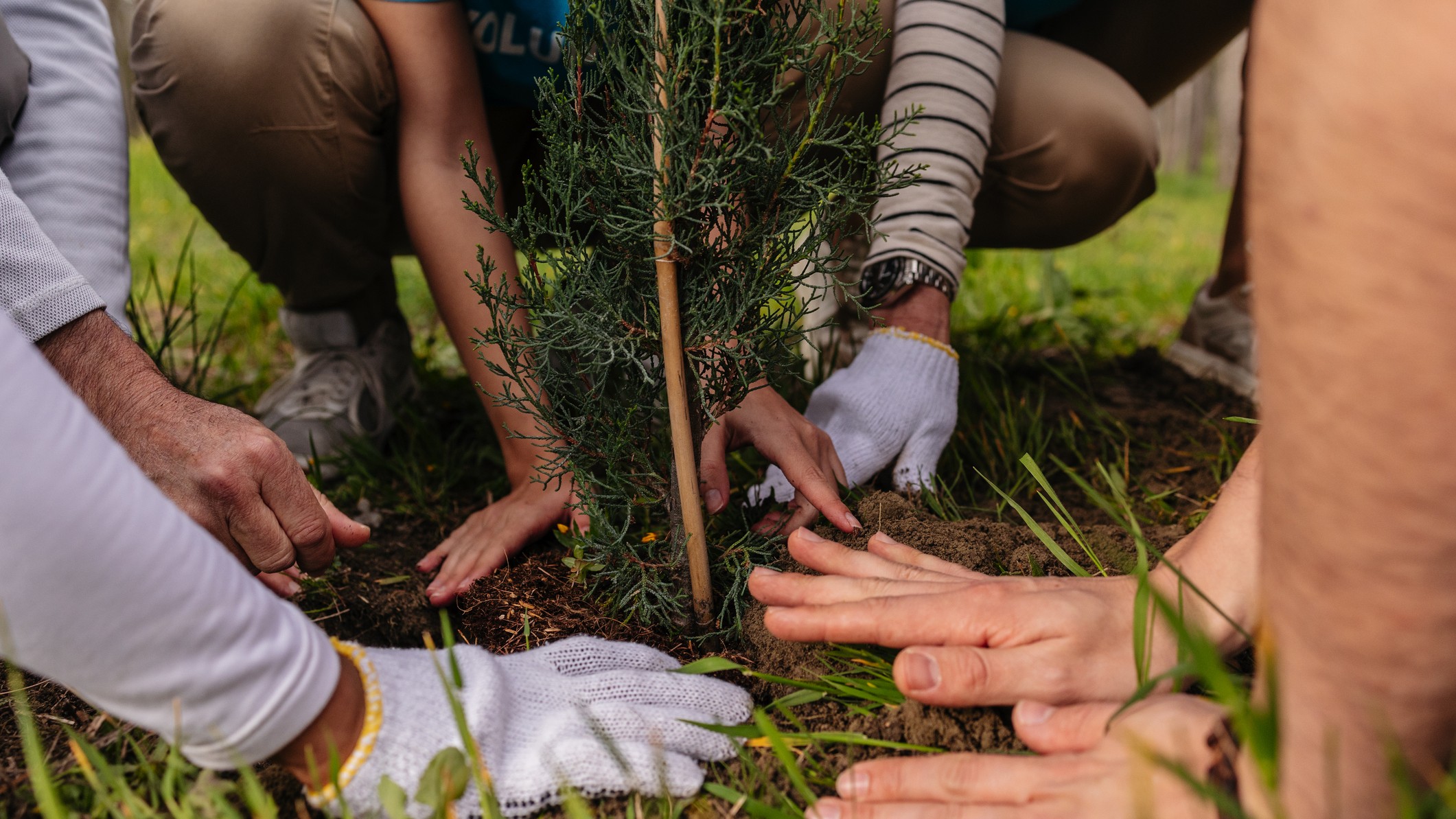 people gather to plant a tree, the photo is a close up view of their hands and the base of the tree.