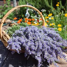 Straw basket of fresh cut lavender sits in a garden filled with orange and yellow flowers