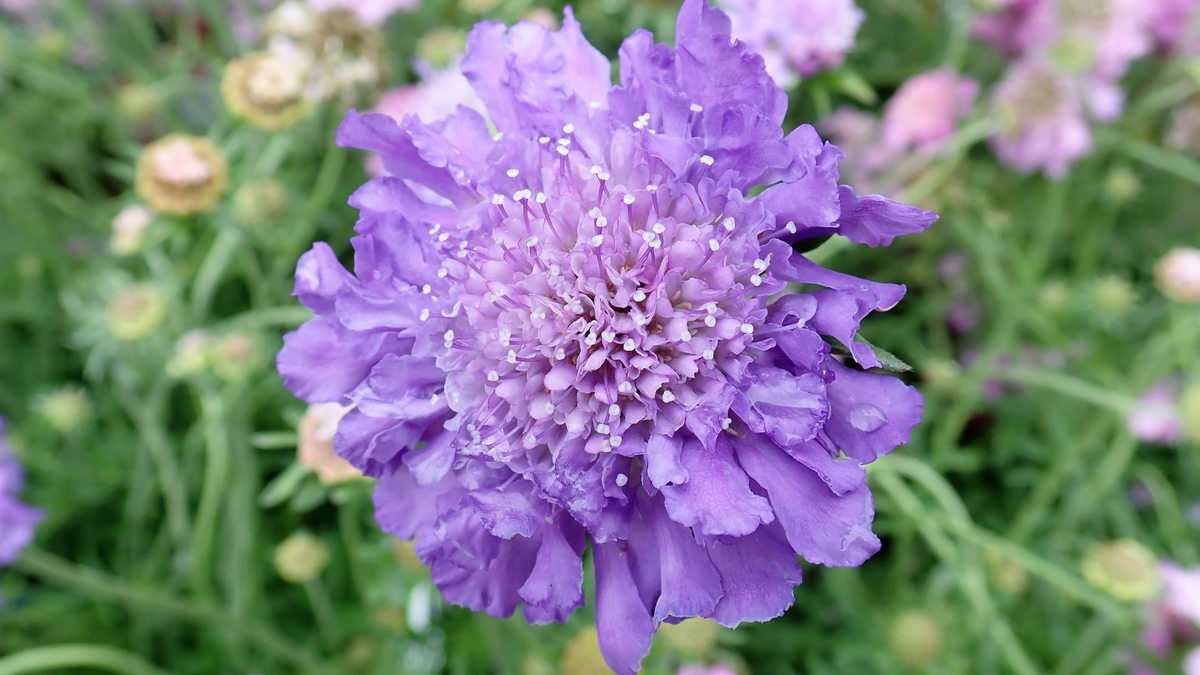 The Only Flower Thriving on My Morning Walk Was This Cute Purple Perennial – Here's Why It Loves Hot Summers