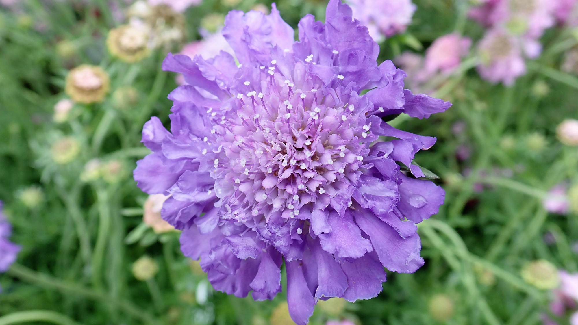 Close-up of Scabious 'Butterfly Blue' 