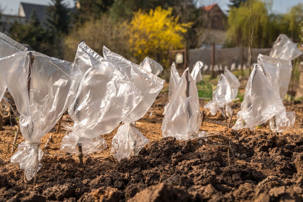 Planted Apple Tree Cuttings