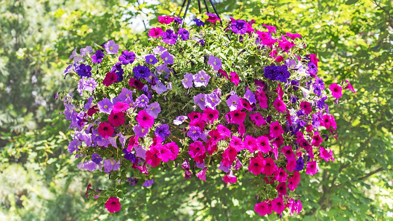 Pink and purple petunias trailing from hanging basket