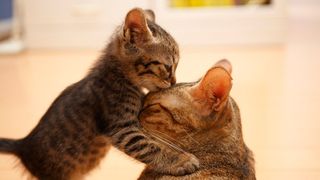 kitten kissing adult cat on forehead