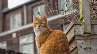 Ginger cat on wall looking alert