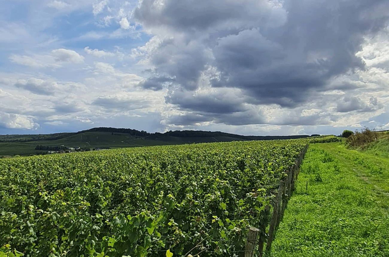 Champagne harvest 2023