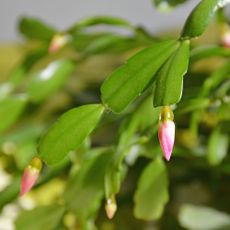 Christmas cactus flower buds